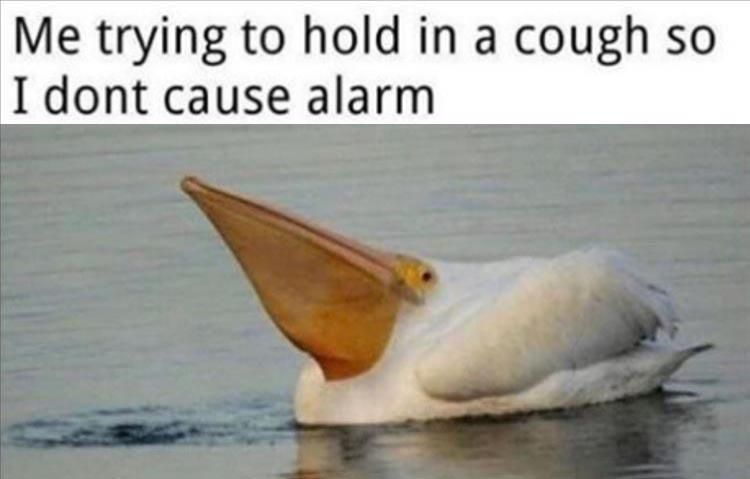 Hilarious Funny Memes