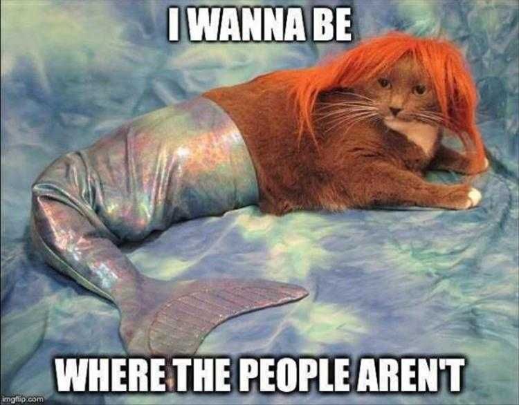 The Funniest Animal Memes Of The Week – 45 Pics_604E24De27866.Jpeg Funny Animal Images With Sayings