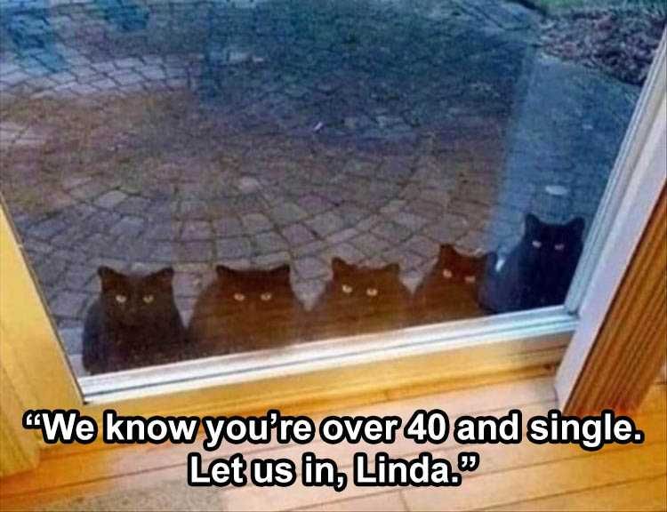 The Funniest Animal Memes Of The Week – 45 Pics_604E24Df9A873.Jpeg Funny Animal Images With Sayings
