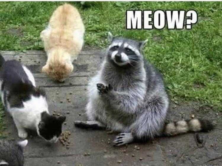 The Funniest Animal Memes Of The Week – 45 Pics_604E24F0Cf23A.jpeg Funny Animal Images With Sayings