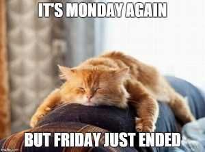Thq1R 15 Hilarious Cats Who Understand The Monday Mood