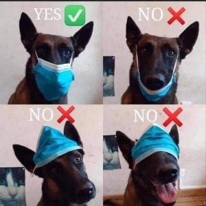 Funny Animal Easter Memes