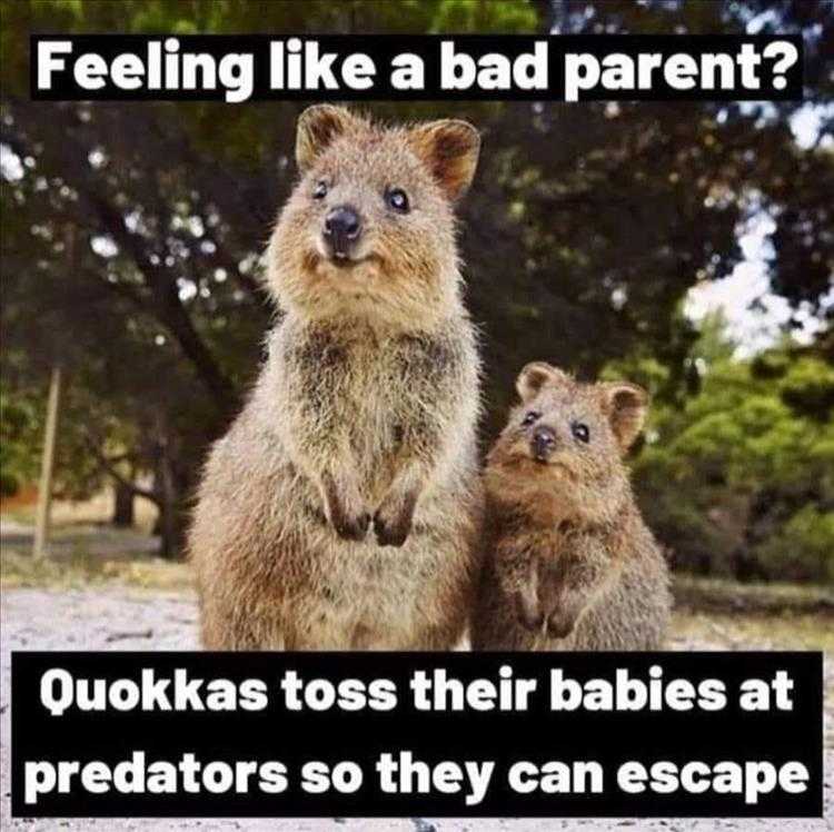 Top 25 Funny Animal Memes Of The Day_603E52Dbc70Ef.jpeg Top 25 Funny Animal Memes Of The Day 603E52Dbb8503