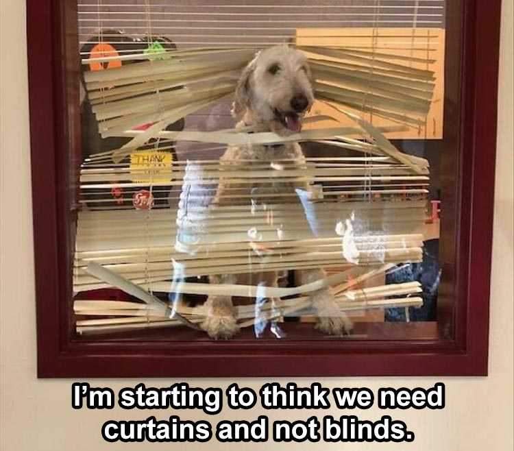 Top 25 Funny Animal Memes Of The Day_603E52De22352.Jpeg Top 25 Funny Animal Memes Of The Day 603E52De162D1