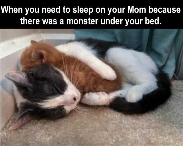 Top 25 Funny Animal Memes Of The Day_603E52Dea1A1F.jpeg Top 25 Funny Animal Memes Of The Day 603E52De94303