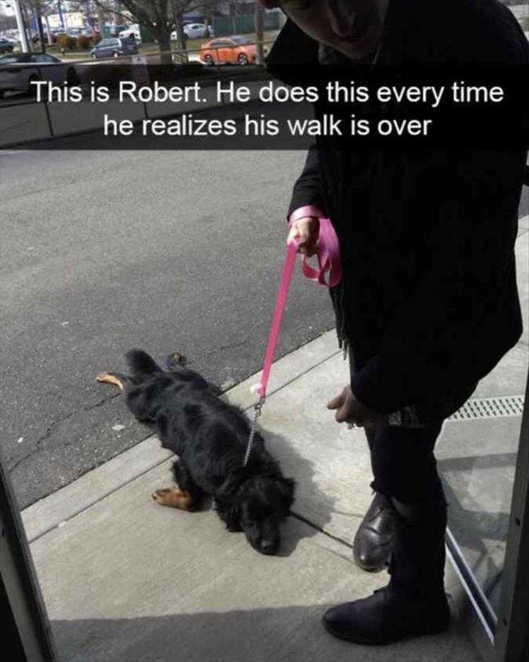 Top 25 Funny Animal Memes Of The Day_603E52E40F2Db.jpeg Top 25 Funny Animal Memes Of The Day 603E52E4046B3