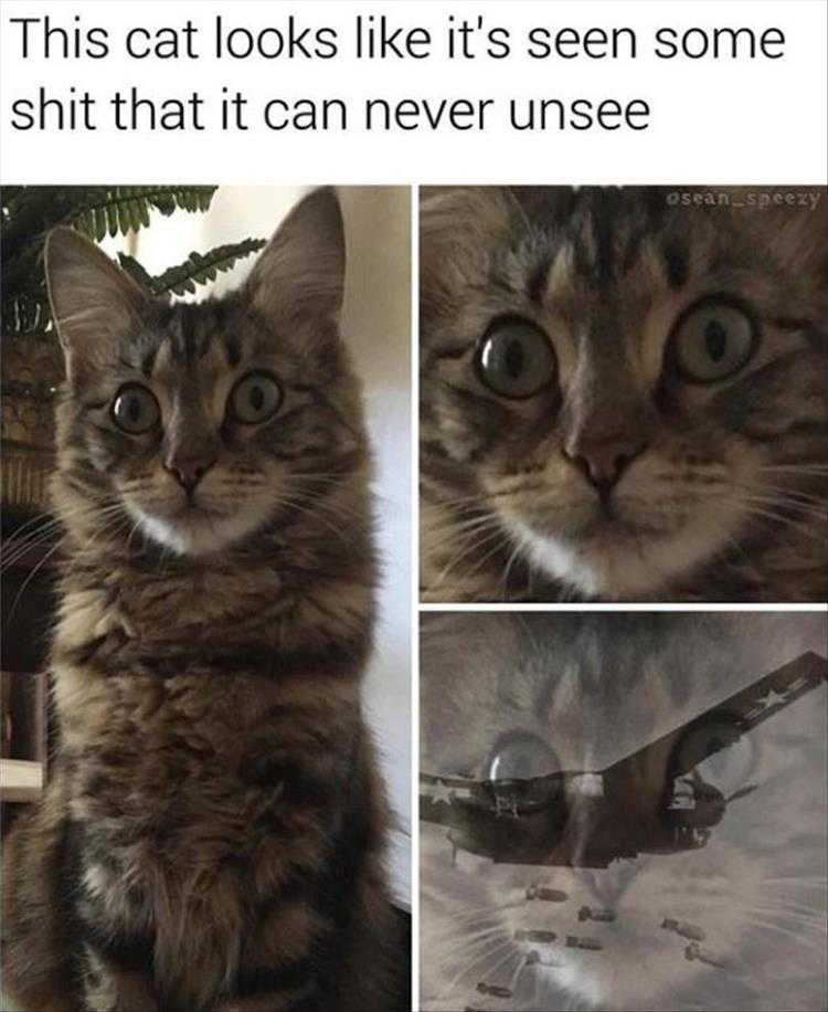 Top 25 Funny Animal Memes Of The Day_603E52E4890D3.Jpeg Top 25 Funny Animal Memes Of The Day 603E52E47Fdaf