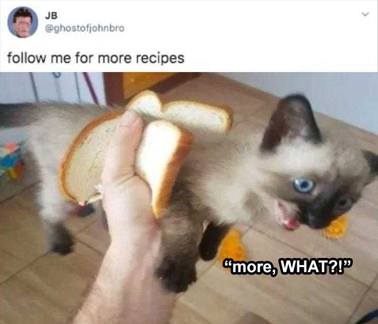 Top 25 Funny Animal Memes Of The Day_603E52Ea43F56.Jpeg Funny Animal Pictures With Captions To Share