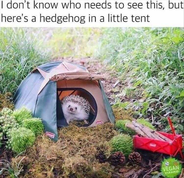 Top 52 Funny Animal Images With Captions - Hedge Hog In Tent Funny Animal Images With Captions