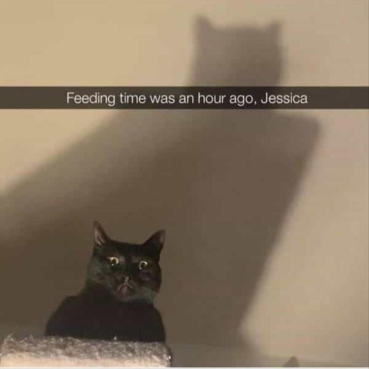 Top 25 Funny Animal Memes Of The Day_60560Ddc9E2De.jpeg Funny Animal Pics With Sayings