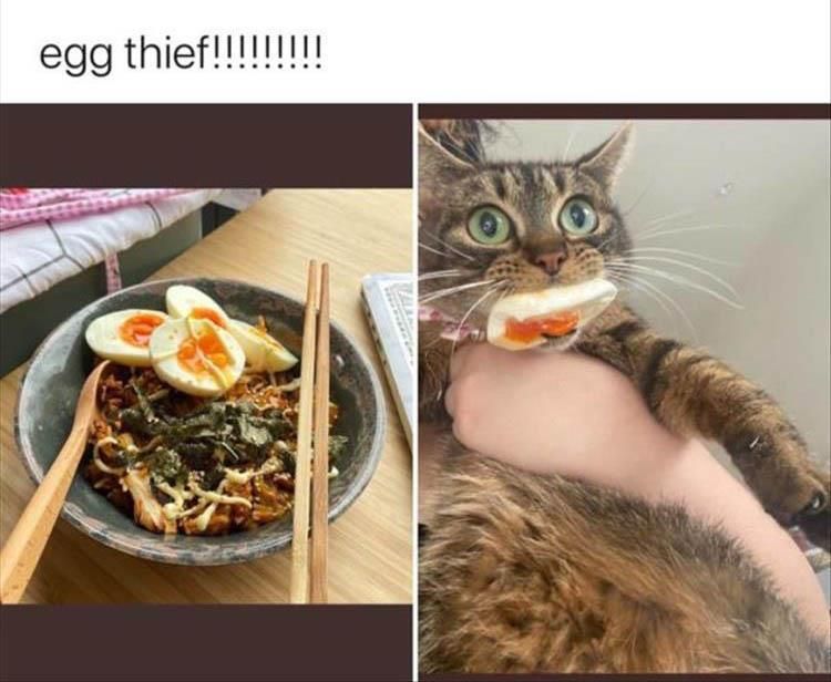 Top 25 Funny Animal Memes Of The Day_60560De0349A7.Jpeg Funny Animal Pics With Sayings