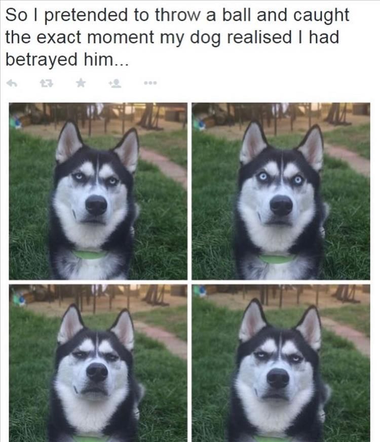 Top 25 Hilarious Animal Pics With Captions Hilarious Animal Pics With Caption If Looks Could Kill