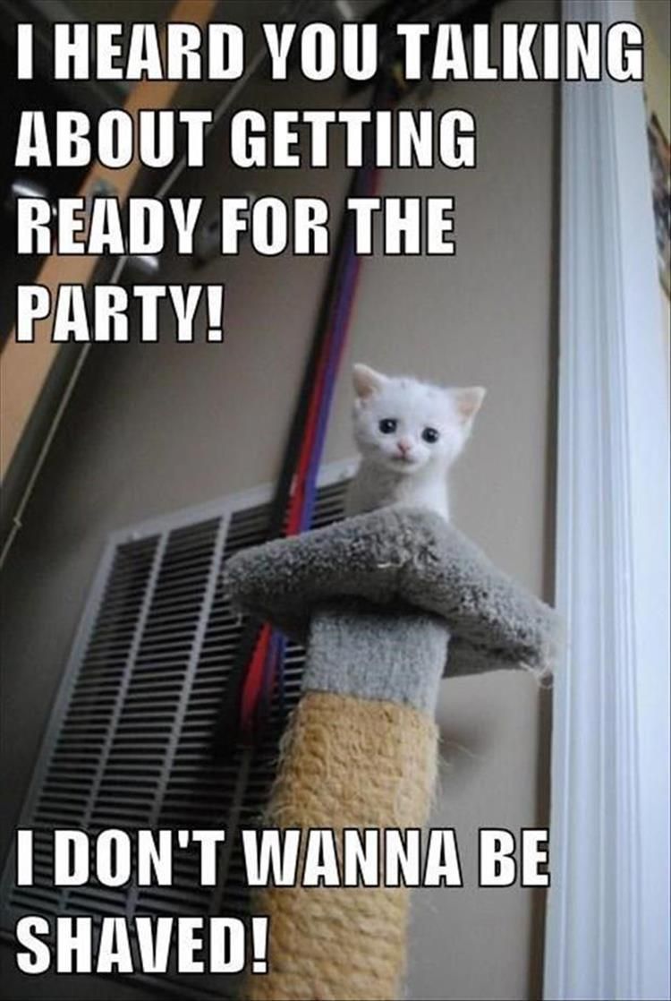 Top 25 Hilarious Animal Pics With Captions Hilarious Animal Pics With Caption Staying Away