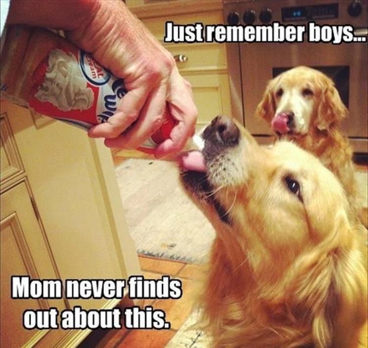 Top 25 Hilarious Animal Pics With Captions Hilarious Animal Pics With Caption Or Its Over