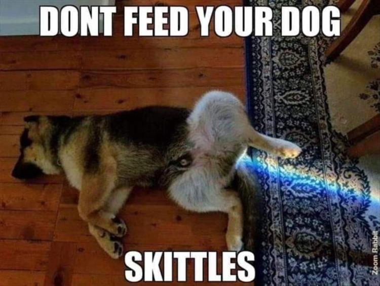 Top 25 Hilarious Animal Pics With Captions Hilarious Animal Pics With Caption Smells Good, Looks Better