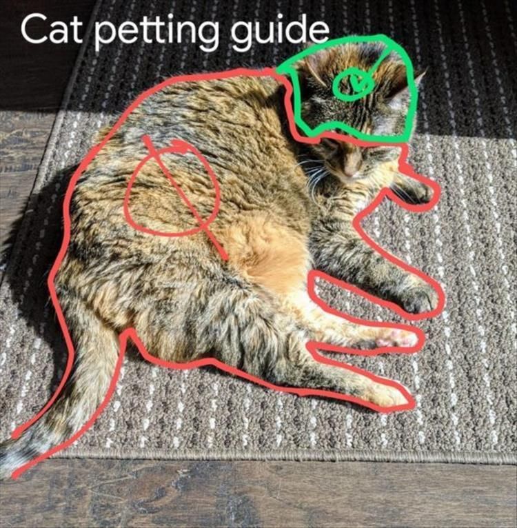 Top 25 Hilarious Animal Pics With Captions Hilarious Animal Pics With Caption Pet Carefully