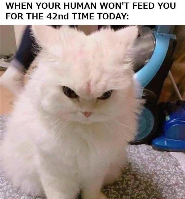 Top 25 Hilarious Animal Pics With Captions Hilarious Animal Pics With Caption Give It