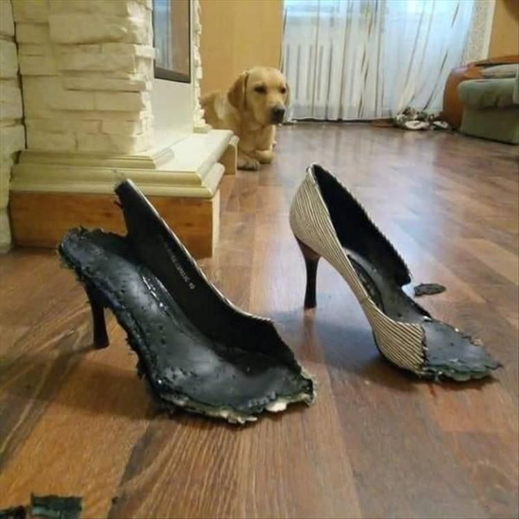 Top 25 Hilarious Animal Pics With Captions Hilarious Animal Pics With Caption Thats Bad