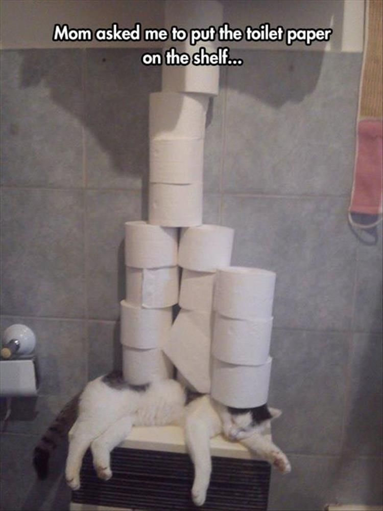 Top 25 Hilarious Animal Pics With Captions Hilarious Animal Pics With Caption On The Shelf