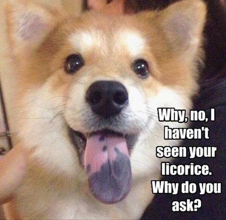 Top 25 Hilarious Animal Pics With Captions Hilarious Animal Pics With Caption Just A Tongue Birthmark