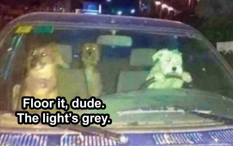 Top 52 Funny Animal Images With Captions - Grey Means Go Funny Animal Images With Captions