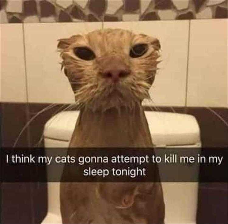 Hilarious Animal Pictures With Quotes