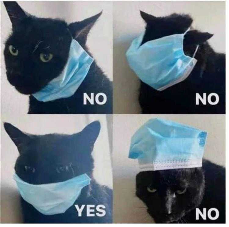 Hilarious Animal Pictures With Quotes
