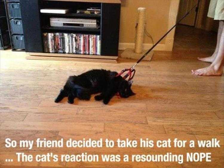 Hilarious Animal Pictures With Quotes