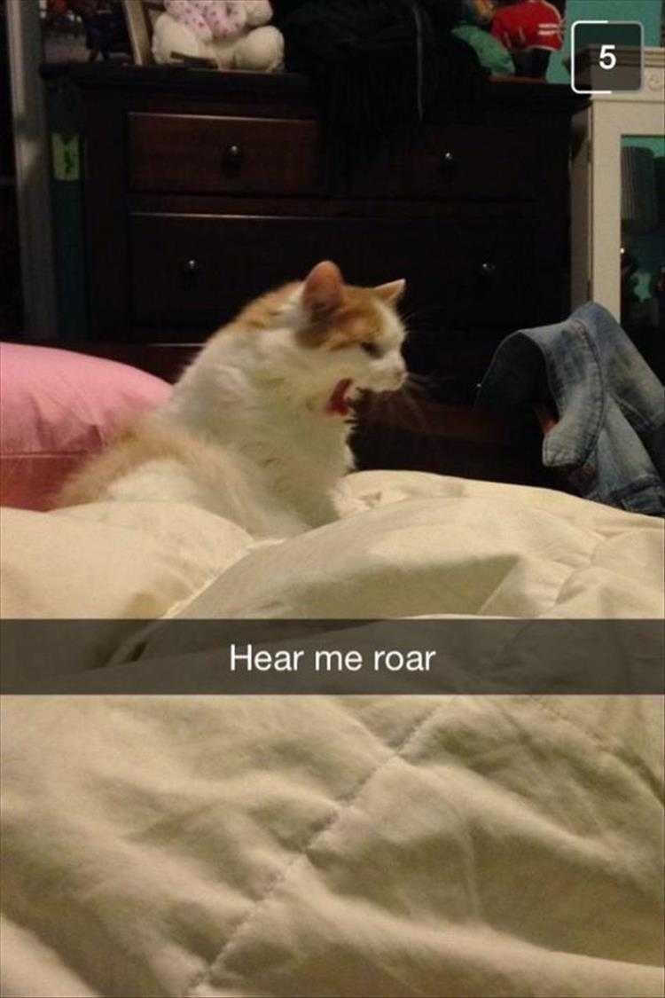 Hilarious Animal Pictures With Quotes