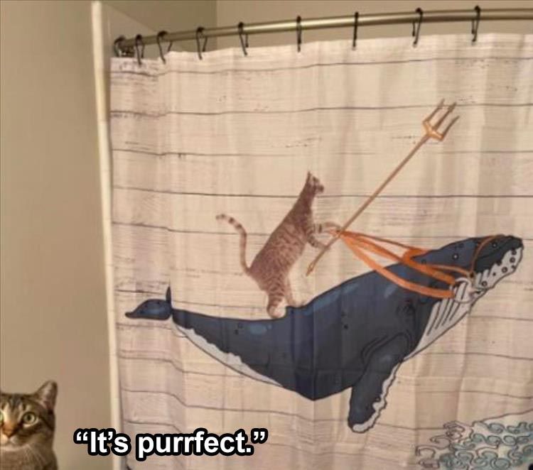 Hilarious Animal Pics With Caption King Of Kats