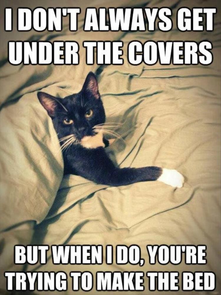 Hilarious Animal Pics With Caption All About Timing