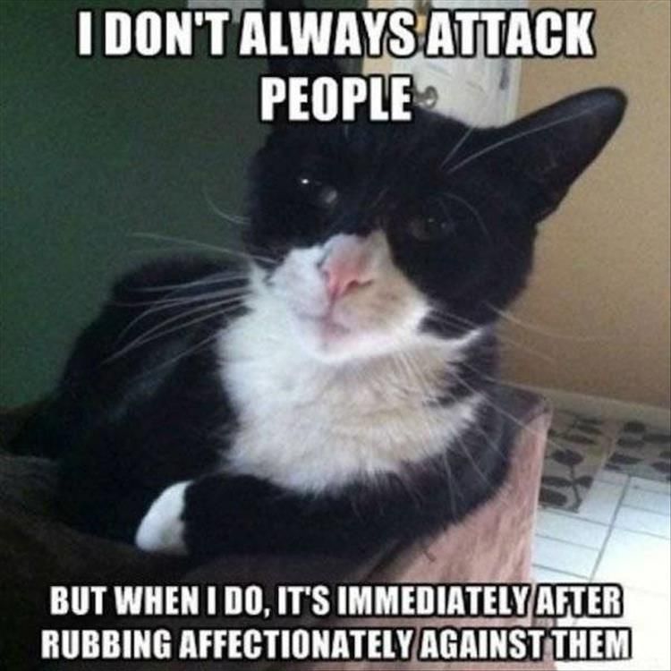 Hilarious Animal Pics With Caption Enough Is Enough