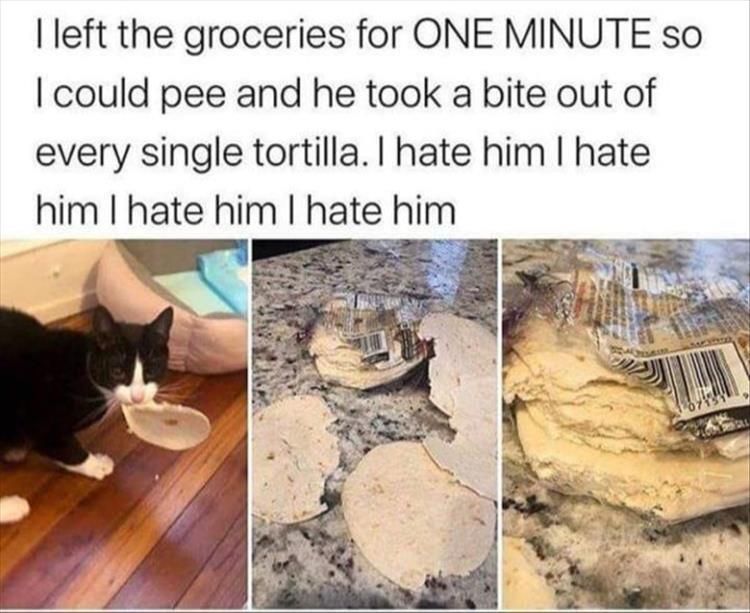 Hilarious Animal Pics With Caption Gotta Claim It