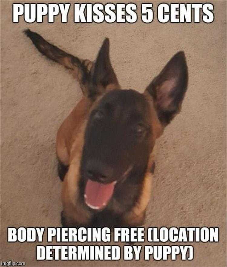 Top 30 Funny Animal Memes Of The Day_604398E29D62B.jpeg Funny Animal Images With Quotes