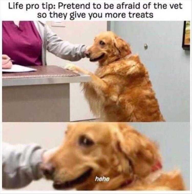 Top 30 Funny Animal Memes Of The Day_604398E58090F.jpeg Funny Animal Images With Quotes