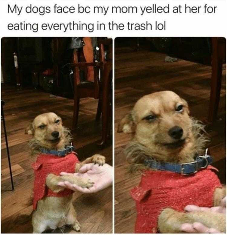 Top 30 Funny Animal Memes Of The Day_604398E5E3258.Jpeg Funny Animal Images With Quotes