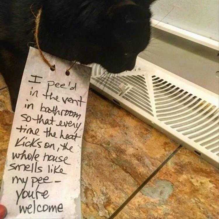Top 30 Funny Animal Memes Of The Day_604398E6B6600.Jpeg Funny Animal Images With Quotes