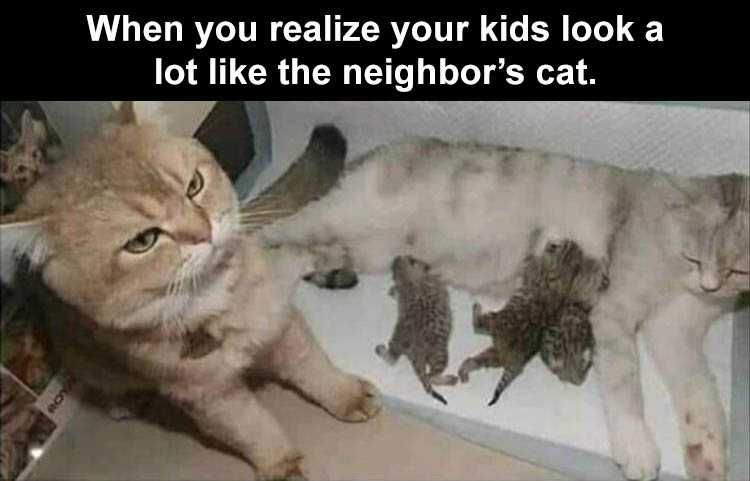 Top 52 Funny Animal Images With Captions - Sus Funny Animal Images With Captions