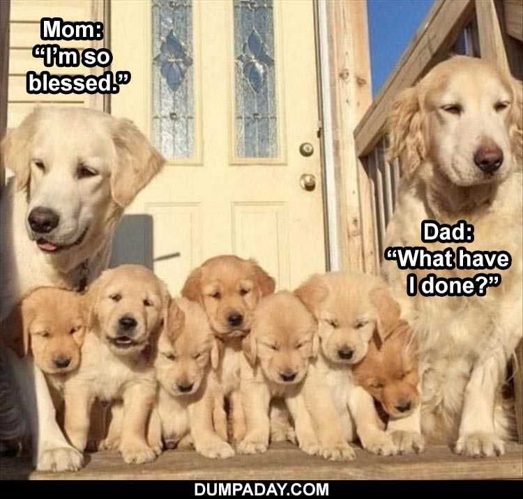Funny Animal Images With Sayings
