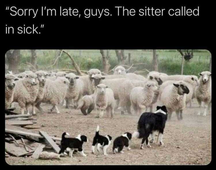 Funny Animal Images With Sayings