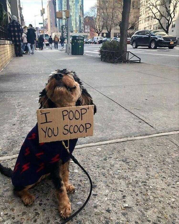 Funny Animal Images With Sayings