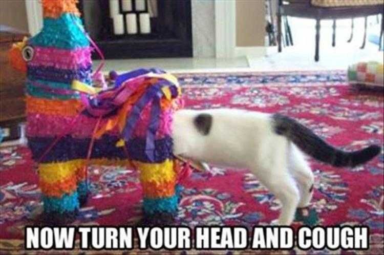 Funny Animal Images With Sayings