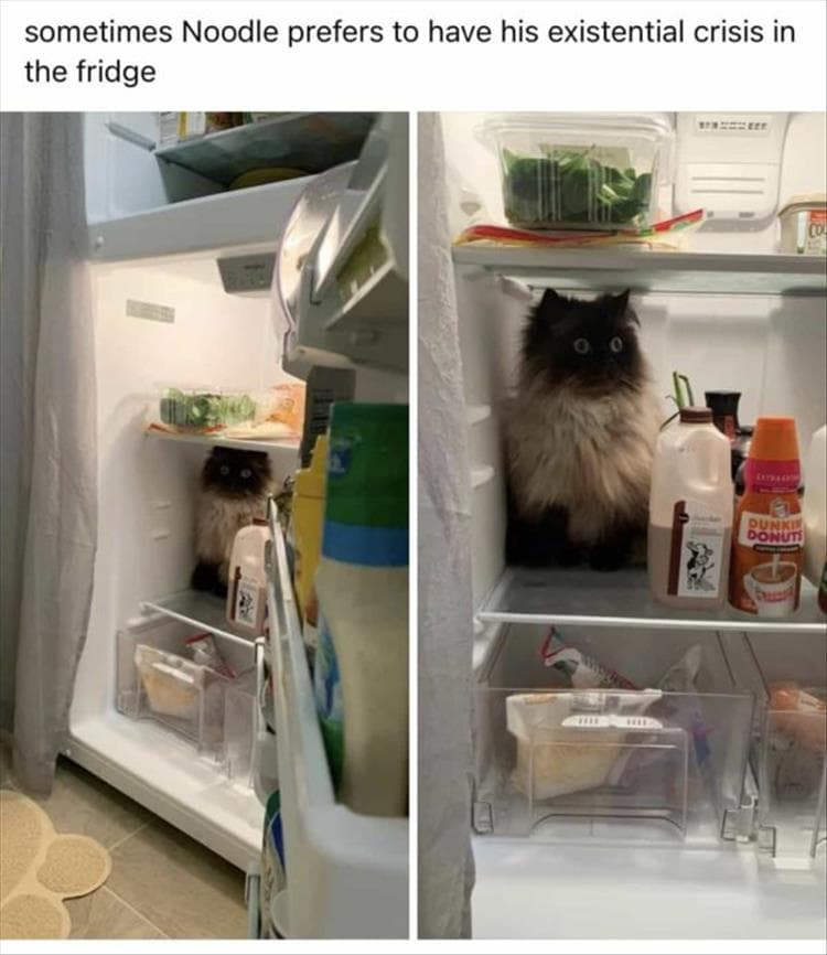 Hilarious Animal Pictures With Quotes