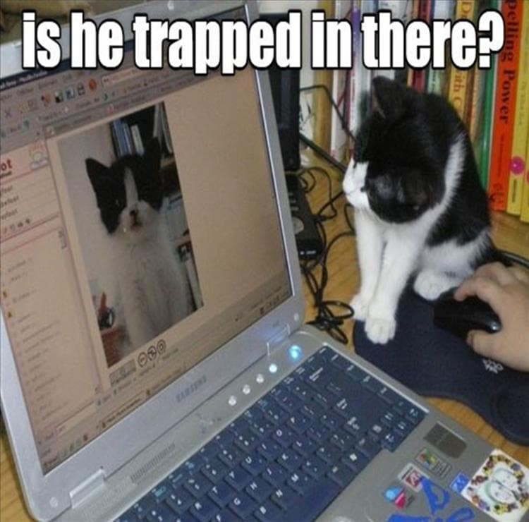 Hilarious Animal Pictures With Quotes