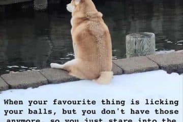 30 Hilarious Animal Pictures With Quotes