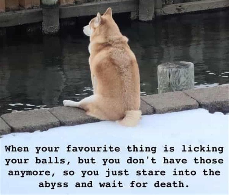Hilarious Animal Pictures With Quotes