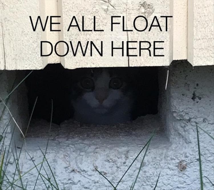 Hilarious Animal Pictures With Quotes