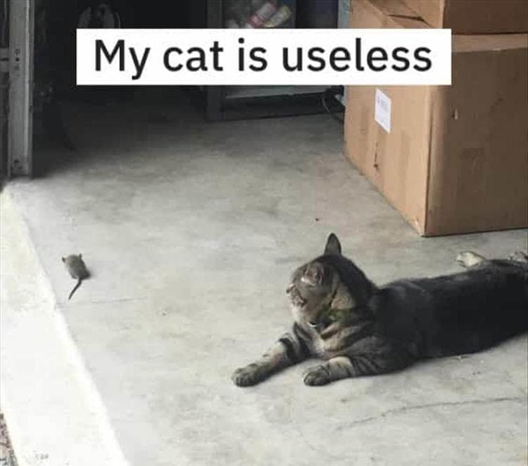 Hilarious Animal Pictures With Quotes