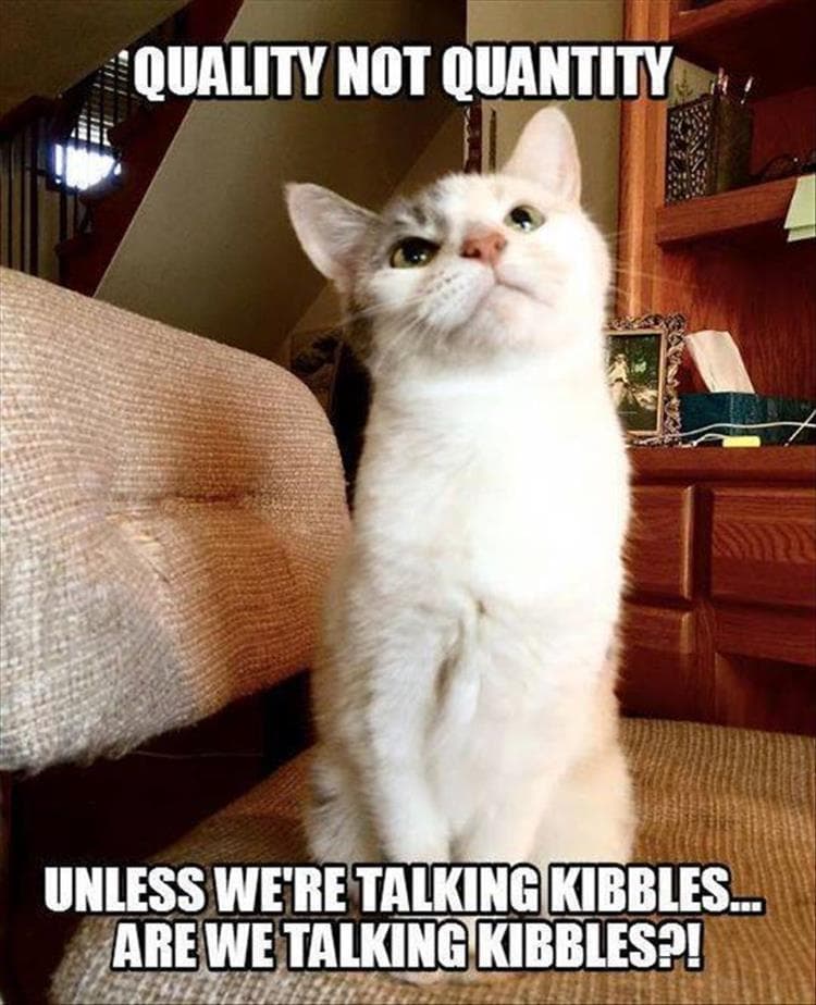 Hilarious Animal Pictures With Quotes