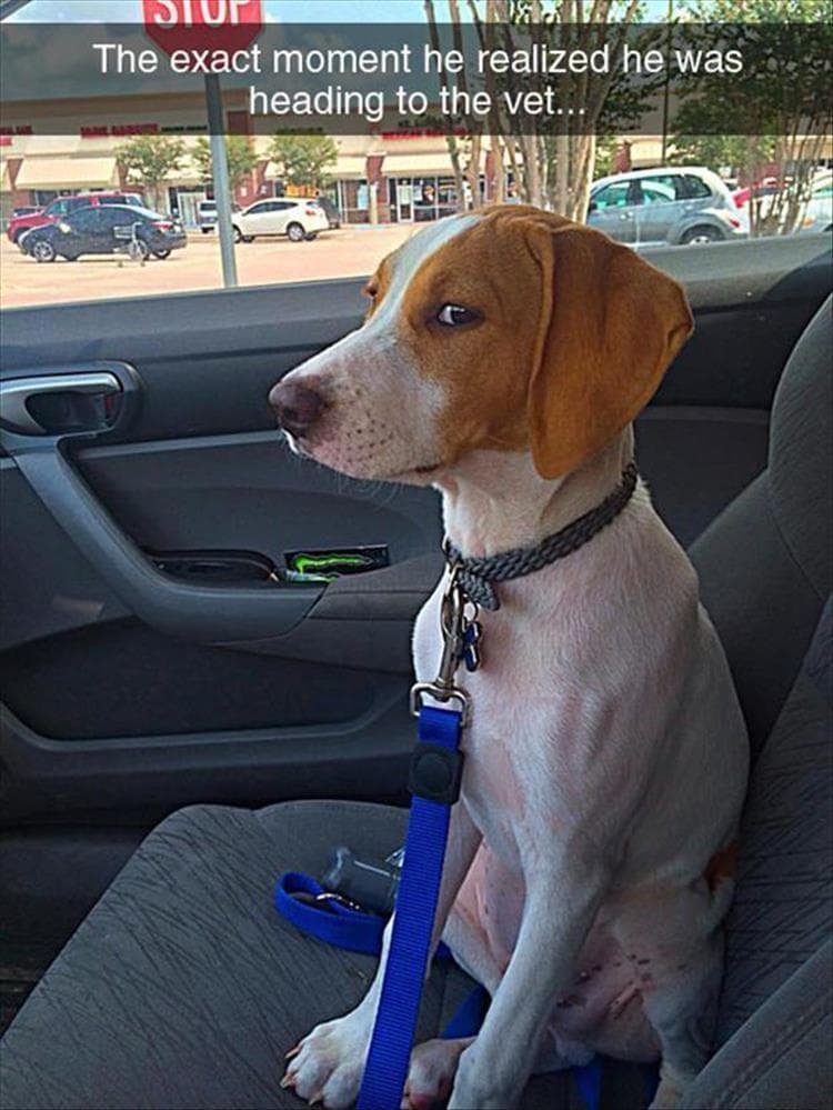 Hilarious Animal Pictures With Quotes